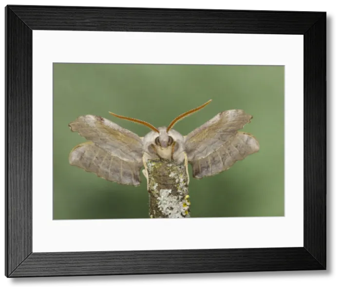 Framed Print : Poplar Hawk Moth - Essex, UK IN000940 Framed Print : Poplar Hawk Moth - Essex, UK IN000940