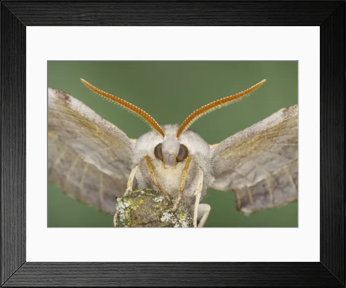 Framed Print : Poplar Hawk Moth - Essex, UK IN000941 Framed Print : Poplar Hawk Moth - Essex, UK IN000941