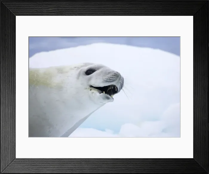 Framed Print : Crabeater Seal - on Ice Floes - La Maire Channel Antarctic Penninsular MA001010 Framed Print : Crabeater Seal - on Ice Floes - La Maire Channel Antarctic Penninsular MA001010