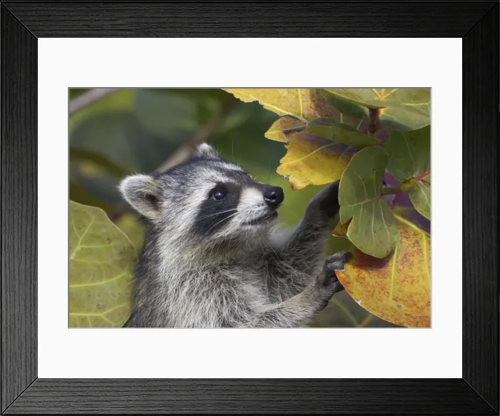 Framed Print : Racoon / Raccoon - Ding Darling NWR - Florida - USA MA000010 Framed Print : Racoon / Raccoon - Ding Darling NWR - Florida - USA MA000010