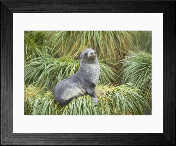 Framed Print : Antarctic Fur Seal - pup on tussac grass - Fortuna Bay - South Georgia MA000937 Framed Print : Antarctic Fur Seal - pup on tussac grass - Fortuna Bay - South Georgia MA000937