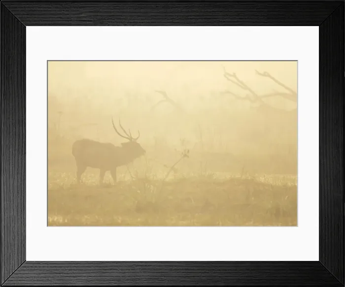 Framed Print : Sambar Deer - stag in mist - Keoladeo Ghana National Park Bharatpur - Rajasthan - India MA001885 Framed Print : Sambar Deer - stag in mist - Keoladeo Ghana National Park Bharatpur - Rajasthan - India MA001885