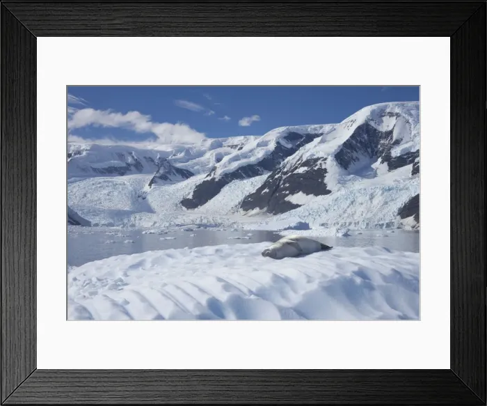 Framed Print : Crabeater Seal - on Ice Floes with snow capped mountains in background - Neko Harbour Antarctic Penninsular MA001148 Framed Print : Crabeater Seal - on Ice Floes with snow capped mountains in background - Neko Harbour Antarctic Penninsular MA001148