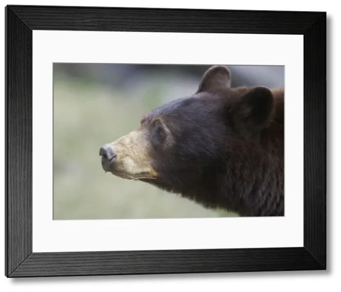 Framed Print : Cinnamon / Black Bear - female - Canadian Rocky Mountains Alberta, Canada MA002050 Framed Print : Cinnamon / Black Bear - female - Canadian Rocky Mountains Alberta, Canada MA002050