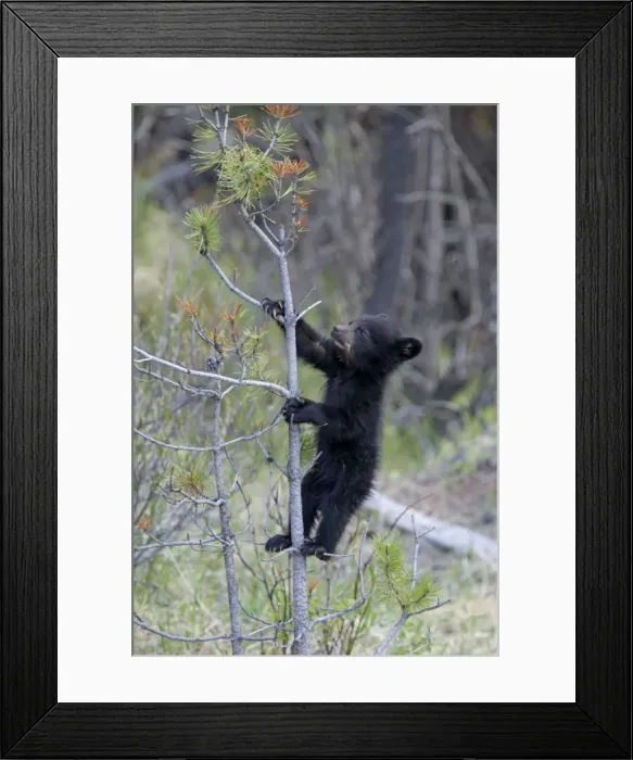 Framed Print : Cinnamon / Black Bear - cub climbing tree - Canadian Rocky Mountains Alberta, Canada MA002062 Framed Print : Cinnamon / Black Bear - cub climbing tree - Canadian Rocky Mountains Alberta, Canada MA002062