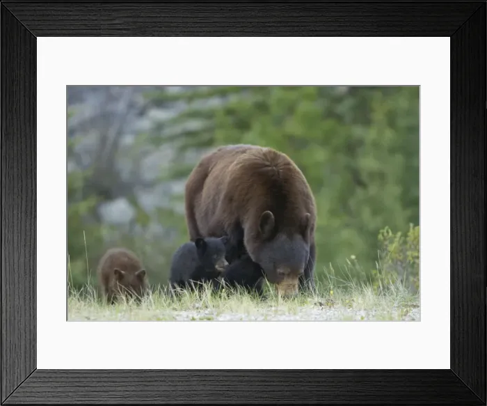 Framed Print : Cinnamon / Black Bear - mother and cubs - Canadian Rocky Mountains - Alberta - Canada MA002093 Framed Print : Cinnamon / Black Bear - mother and cubs - Canadian Rocky Mountains - Alberta - Canada MA002093