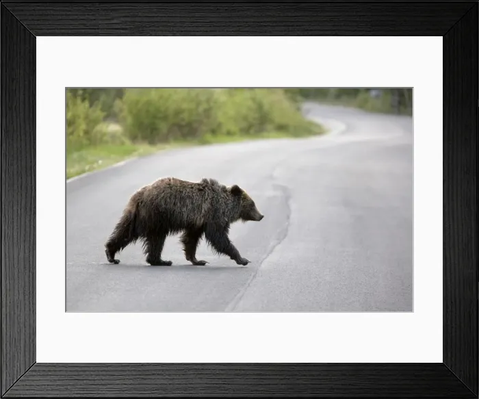 Framed Print : Cinnamon / Black Bear - crossing road - Canadian Rocky Mountains - Alberta - Canada MA002193 Framed Print : Cinnamon / Black Bear - crossing road - Canadian Rocky Mountains - Alberta - Canada MA002193
