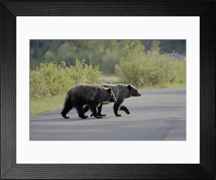 Framed Print : Cinnamon / Black Bear - crossing road - Canadian Rocky Mountains - Alberta - Canada MA002195 Framed Print : Cinnamon / Black Bear - crossing road - Canadian Rocky Mountains - Alberta - Canada MA002195
