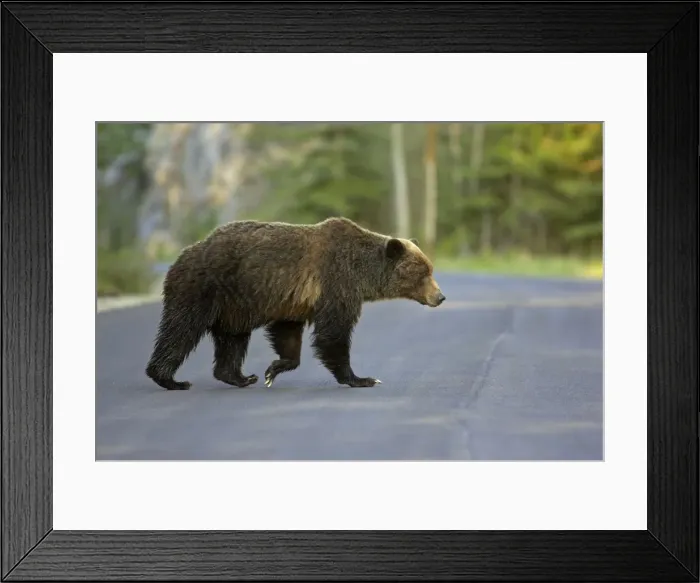 Framed Print : Cinnamon / Black Bear - crossing road - Canadian Rocky Mountains - Alberta - Canada MA002203 Framed Print : Cinnamon / Black Bear - crossing road - Canadian Rocky Mountains - Alberta - Canada MA002203