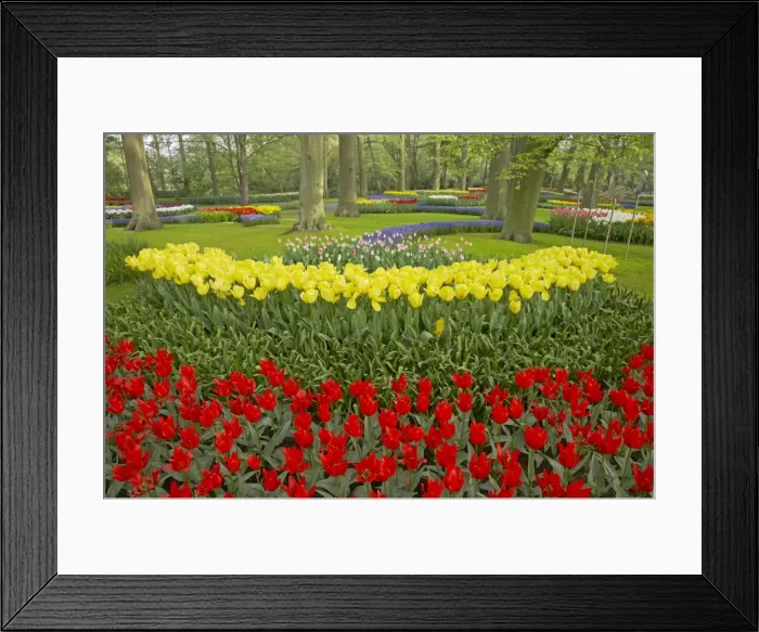 Framed Print : Keukenhof Gardens in Spring Tulip Beds and Other Spring Flowers Netherlands PL001502 Framed Print : Keukenhof Gardens in Spring Tulip Beds and Other Spring Flowers Netherlands PL001502