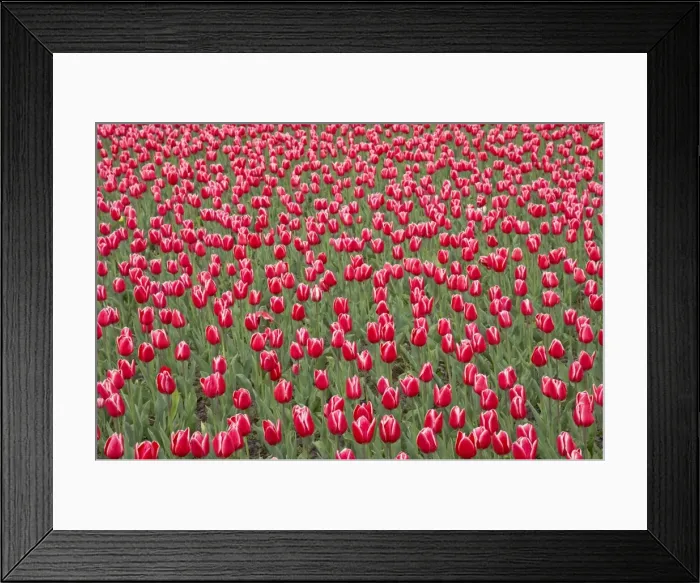 Framed Print : Tulip Princess Victoria Keukenhof Gardens Netherlands PL001592 Framed Print : Tulip Princess Victoria Keukenhof Gardens Netherlands PL001592
