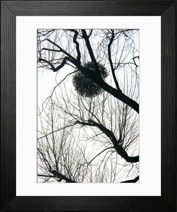 Framed Print : Mistletoe on tree - silhouette - Severn Valley - Gloucestershire, UK PL001471 Framed Print : Mistletoe on tree - silhouette - Severn Valley - Gloucestershire, UK PL001471