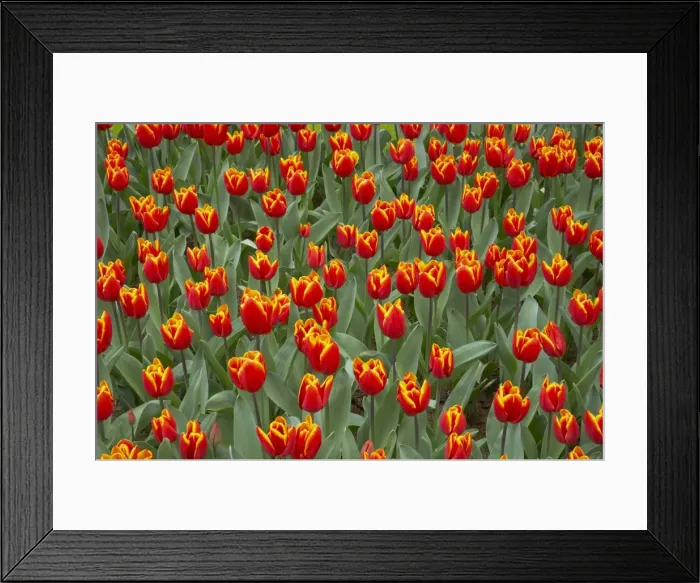 Framed Print : Tulip King's Cloak Keukenhof Gardens Netherlands PL001619 Framed Print : Tulip King's Cloak Keukenhof Gardens Netherlands PL001619