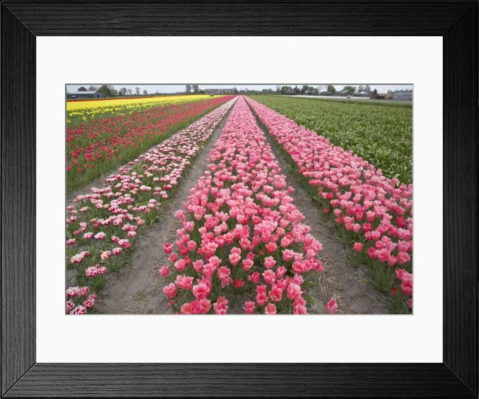 Framed Print : Tulip Fields Netherlands PL001867 Framed Print : Tulip Fields Netherlands PL001867