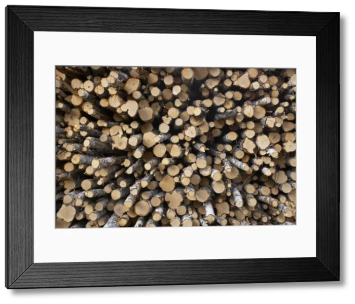 Framed Print : Birch Woodpile - Birch trees are removed from the Pine Forests to reduce competition for the more valuable Pine Trees Finland LA003470 Framed Print : Birch Woodpile - Birch trees are removed from the Pine Forests to reduce competition for the more valuable Pine Trees Finland LA003470