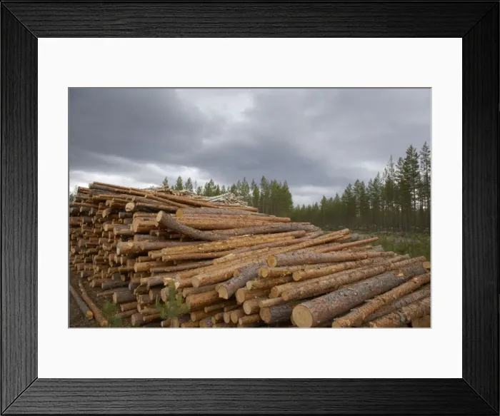 Framed Print : Pine Wood - pile waiting for collection Finland LA003474 Framed Print : Pine Wood - pile waiting for collection Finland LA003474