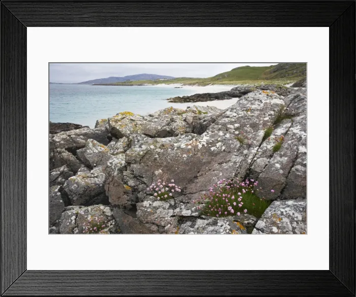 Framed Print : Thrift - and rocks on white sand beach Eriskay Island Outer Hebrides Scotland, UK LA003540 Framed Print : Thrift - and rocks on white sand beach Eriskay Island Outer Hebrides Scotland, UK LA003540