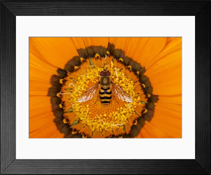 Framed Print : Hoverfly - on Gazania flower - Essex - UK IN000958 Framed Print : Hoverfly - on Gazania flower - Essex - UK IN000958