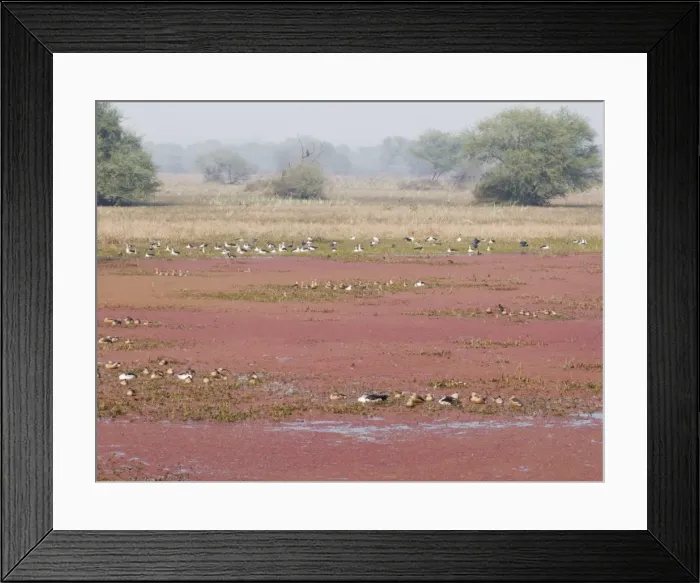 Framed Print : Azorella plant - covering water surface - with mixed species birds - Keoladeo Ghana National Park Bharatpur - Rajasthan - India LA003923 Framed Print : Azorella plant - covering water surface - with mixed species birds - Keoladeo Ghana National Park Bharatpur - Rajasthan - India LA003923