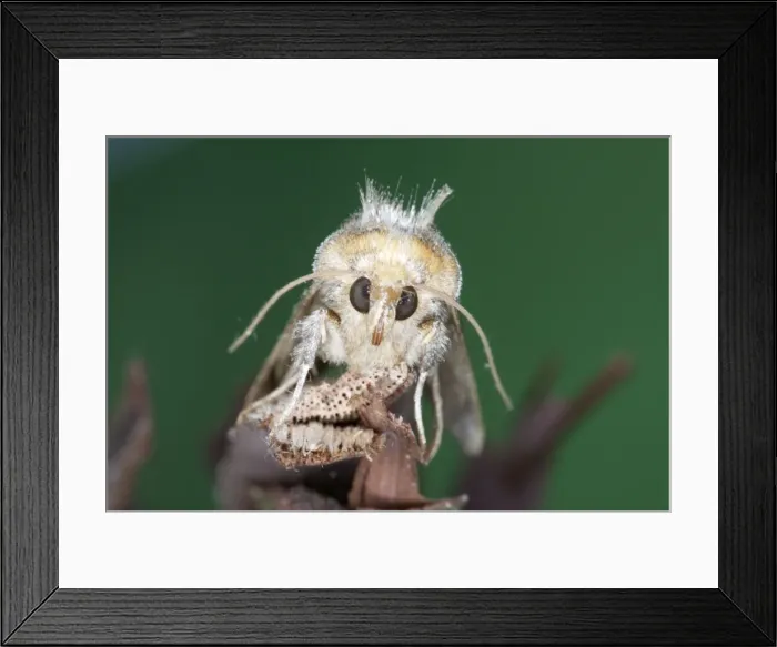Framed Print : Golden Plusia Moth - Essex - UK IN000961 Framed Print : Golden Plusia Moth - Essex - UK IN000961