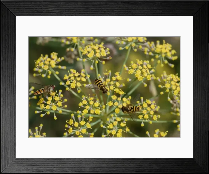 Framed Print : Hoverflies- on Fennel flower - Essex - UK IN000965 Framed Print : Hoverflies- on Fennel flower - Essex - UK IN000965