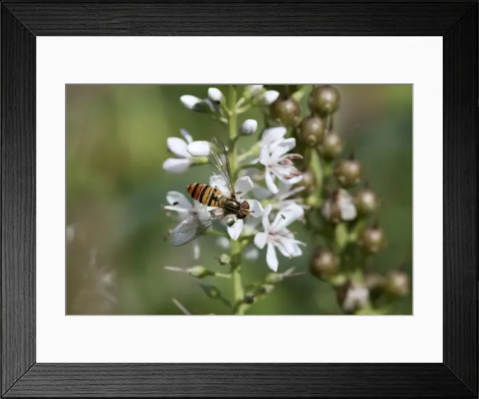 Framed Print : Marmalade Fly - Essex - UK IN000967 Framed Print : Marmalade Fly - Essex - UK IN000967