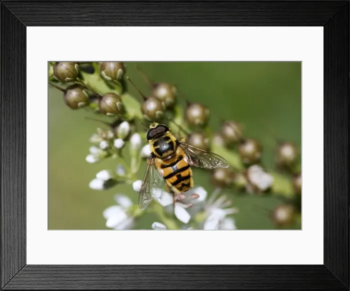 Framed Print : Hoverfly - on garden flower - Essex - UK IN000966 Framed Print : Hoverfly - on garden flower - Essex - UK IN000966