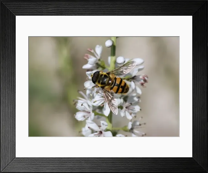 Framed Print : Hoverfly - on garden flower - Essex - UK IN000968 Framed Print : Hoverfly - on garden flower - Essex - UK IN000968