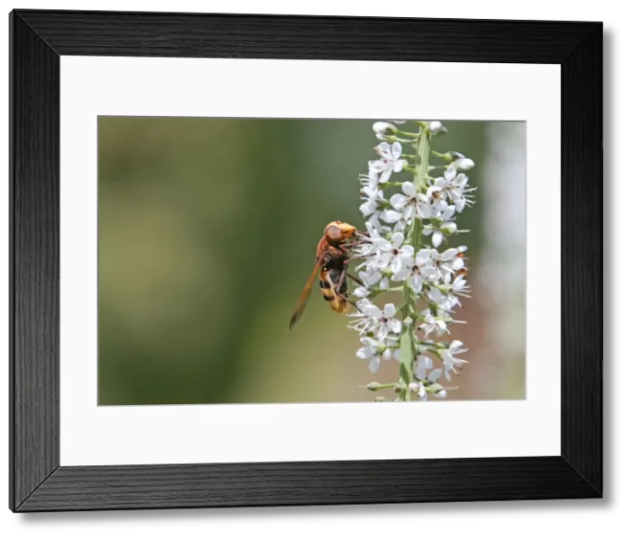 Framed Print : Hornet Mimic Hoverfly - on garden flower - Essex - UK IN000972 Framed Print : Hornet Mimic Hoverfly - on garden flower - Essex - UK IN000972