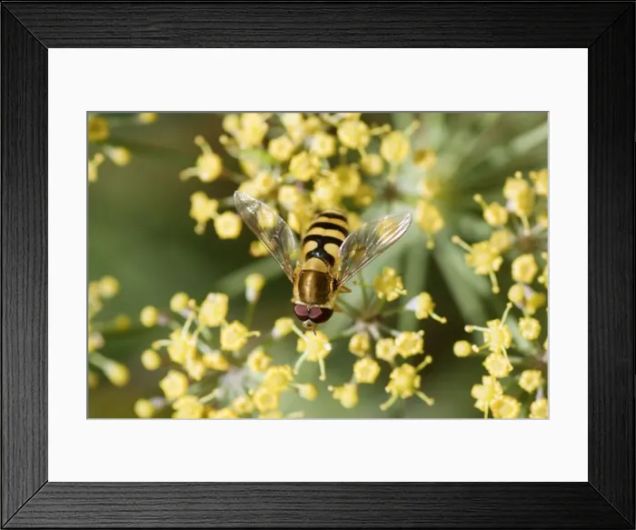 Framed Print : Hoverfly - on Fennel flower - Essex - UK IN000970 Framed Print : Hoverfly - on Fennel flower - Essex - UK IN000970