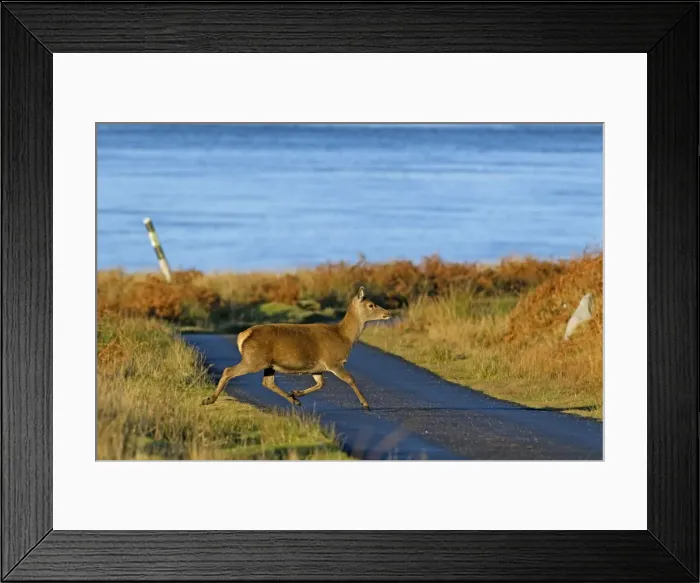 Framed Print : Red Deer crossing road - Scotland - UK MA002328