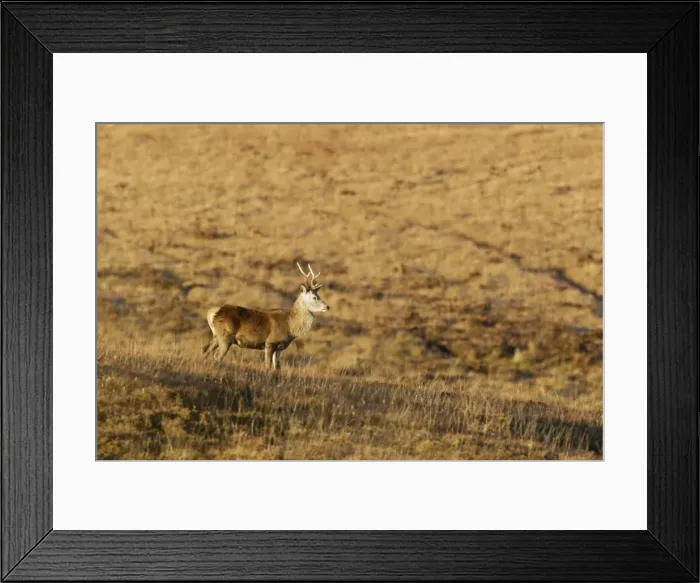 Framed Print : Red Deer - Stag and Autumn Moorland - Scotland - UK MA002337 Framed Print : Red Deer - Stag and Autumn Moorland - Scotland - UK MA002337