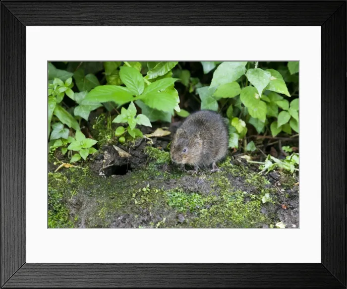 Framed Print : Water Vole - Feeding on river bank - Sussex - UK MA002347 Framed Print : Water Vole - Feeding on river bank - Sussex - UK MA002347