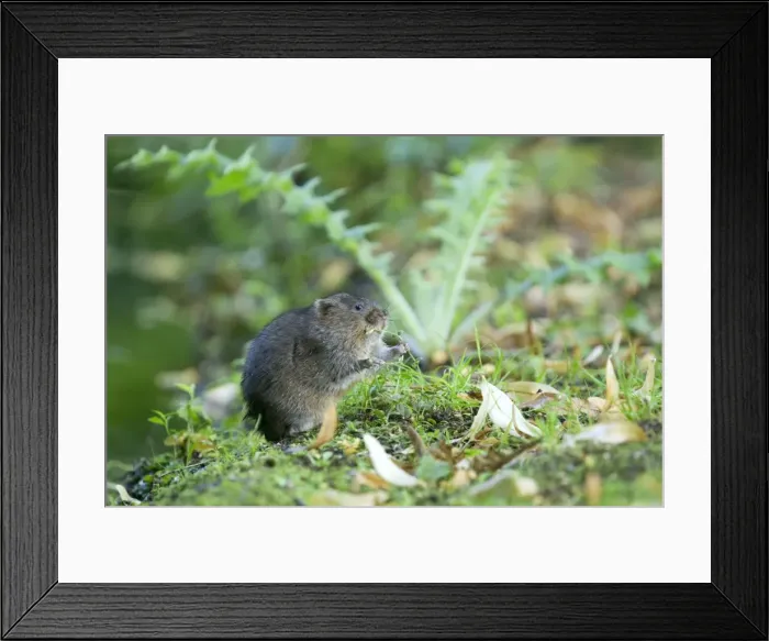 Framed Print : Water Vole - Feeding on river bank - Sussex - UK MA002350 Framed Print : Water Vole - Feeding on river bank - Sussex - UK MA002350