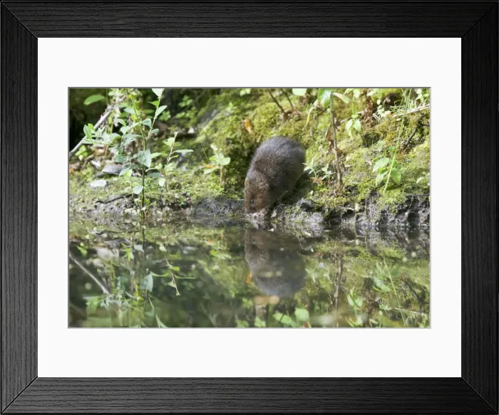 Framed Print : Water Vole - Feeding on river bank - Sussex - UK MA002349 Framed Print : Water Vole - Feeding on river bank - Sussex - UK MA002349