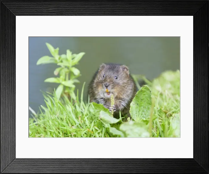 Framed Print : Water Vole - Feeding on river bank - Sussex - UK MA002351 Framed Print : Water Vole - Feeding on river bank - Sussex - UK MA002351