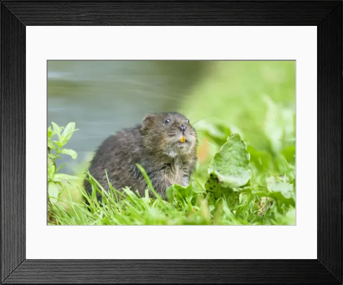 Framed Print : Water Vole - Feeding on river bank - Sussex - UK MA002352 Framed Print : Water Vole - Feeding on river bank - Sussex - UK MA002352