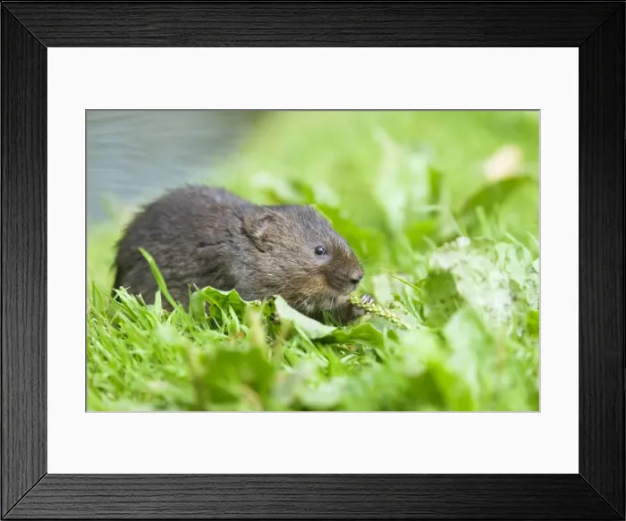 Framed Print : Water Vole - Feeding on river bank - Sussex - UK MA002353 Framed Print : Water Vole - Feeding on river bank - Sussex - UK MA002353