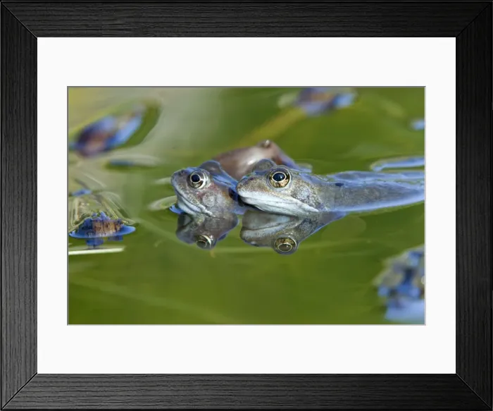 Framed Print : Common Frog - in pond - Essex - UK RE000226