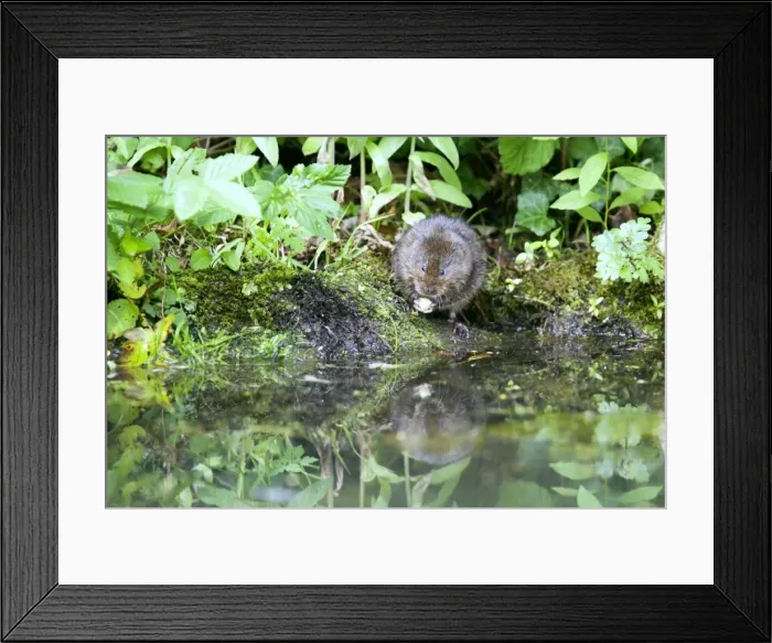 Framed Print : Water Vole - Feeding on river bank - Sussex - UK MA002355 Framed Print : Water Vole - Feeding on river bank - Sussex - UK MA002355