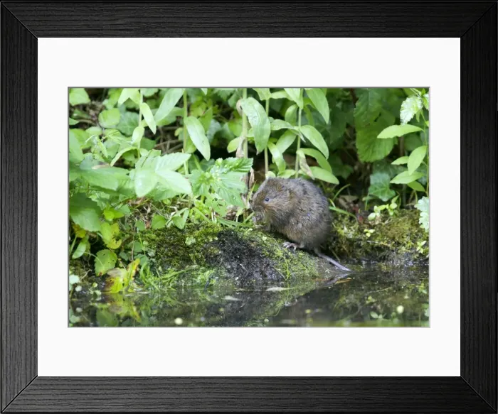 Framed Print : Water Vole - Feeding on river bank - Sussex - UK MA002356
