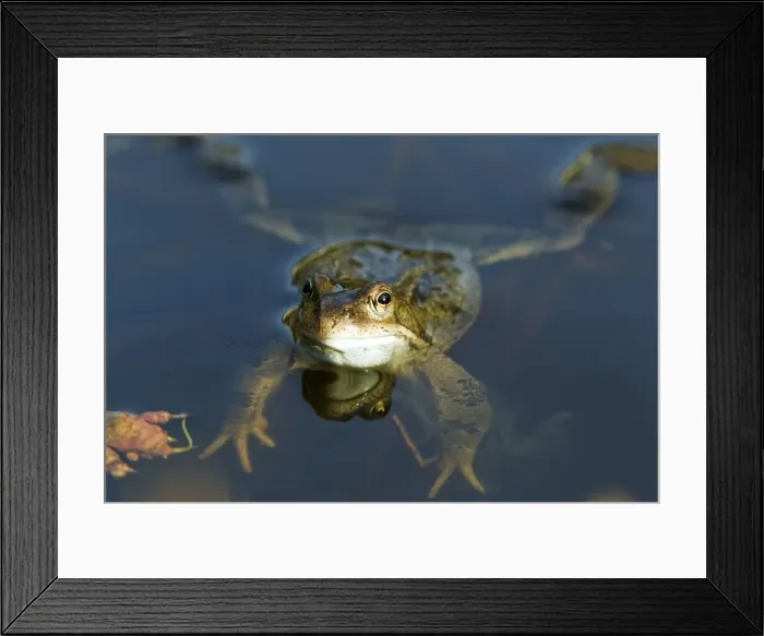 Framed Print : Common Frog - in pond - Essex - UK RE000229 Framed Print : Common Frog - in pond - Essex - UK RE000229