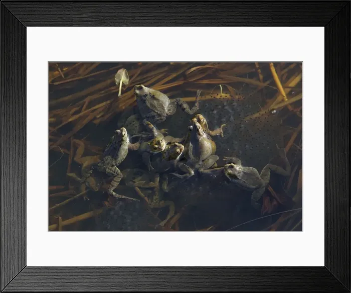 Framed Print : Common Frog - spawning in pond - Essex - UK RE000241 Framed Print : Common Frog - spawning in pond - Essex - UK RE000241