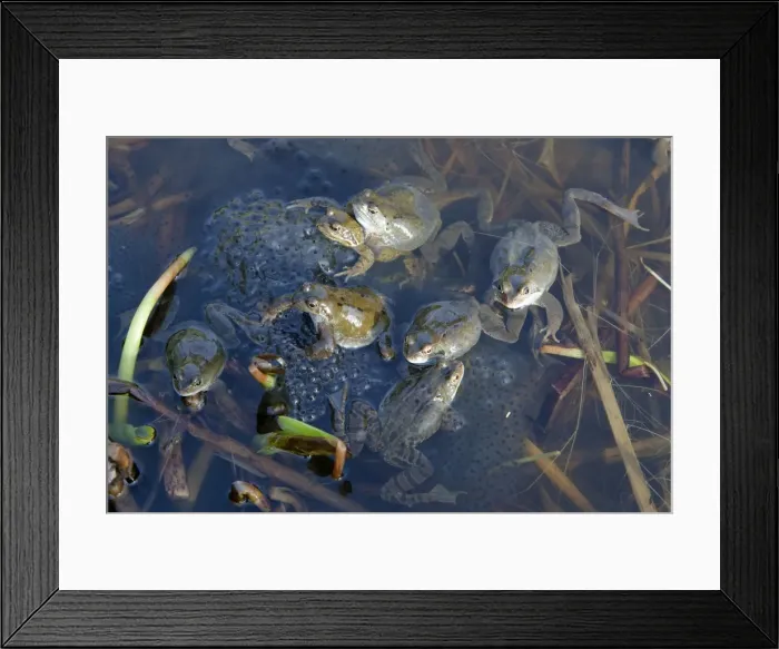 Framed Print : Common Frog - spawning in pond - Essex - UK RE000233 Framed Print : Common Frog - spawning in pond - Essex - UK RE000233