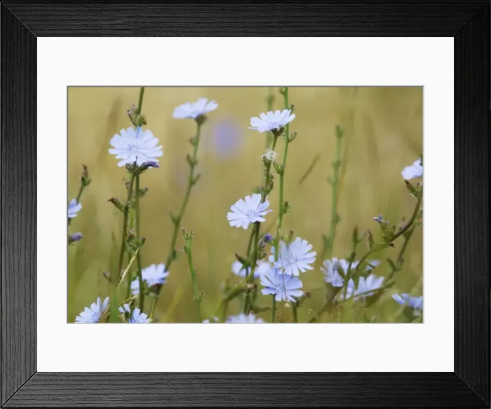 Framed Print : Common Chicory Cichorium intybus Rainham Marshes RSPB Reserve Essex, UK PL002152 Framed Print : Common Chicory Cichorium intybus Rainham Marshes RSPB Reserve Essex, UK PL002152