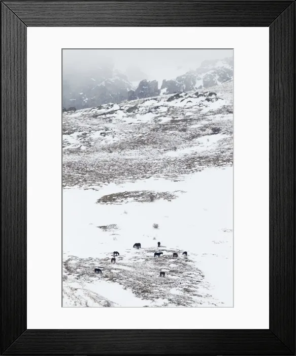 Framed Print : Horses in snow covered mountains Bulgaria MA002362 Framed Print : Horses in snow covered mountains Bulgaria MA002362