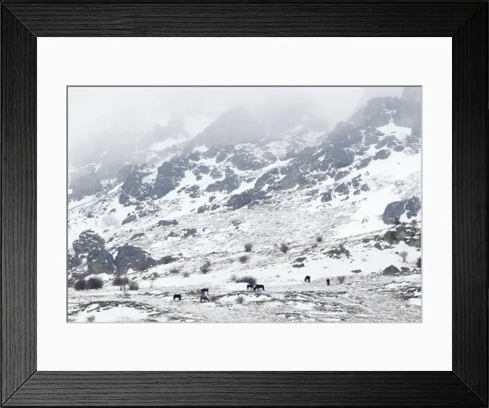 Framed Print : Horses in snow covered mountains Bulgaria MA002363 Framed Print : Horses in snow covered mountains Bulgaria MA002363