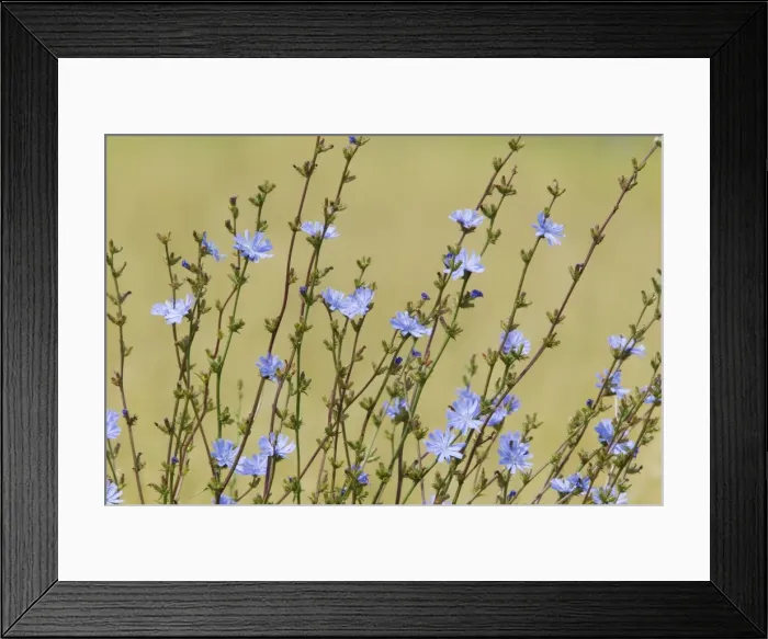 Framed Print : Common Chicory Cichorium intybus Rainham Marshes RSPB Reserve Essex, UK PL002157 Framed Print : Common Chicory Cichorium intybus Rainham Marshes RSPB Reserve Essex, UK PL002157