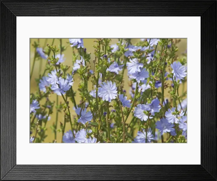 Framed Print : Common Chicory Cichorium intybus Rainham Marshes RSPB Reserve Essex, UK PL002155 Framed Print : Common Chicory Cichorium intybus Rainham Marshes RSPB Reserve Essex, UK PL002155