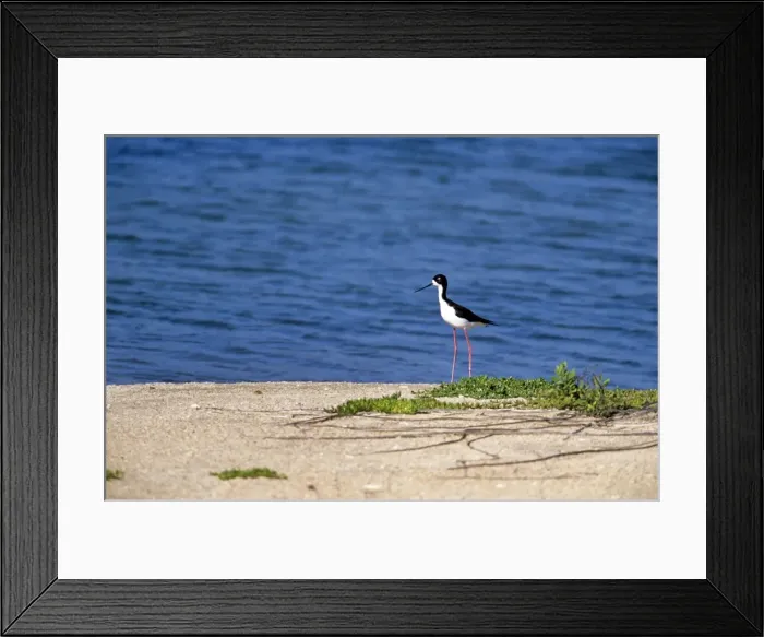 Framed Print : Hawaiian Stilt - Hawaiian endemic Framed Print : Hawaiian Stilt - Hawaiian endemic